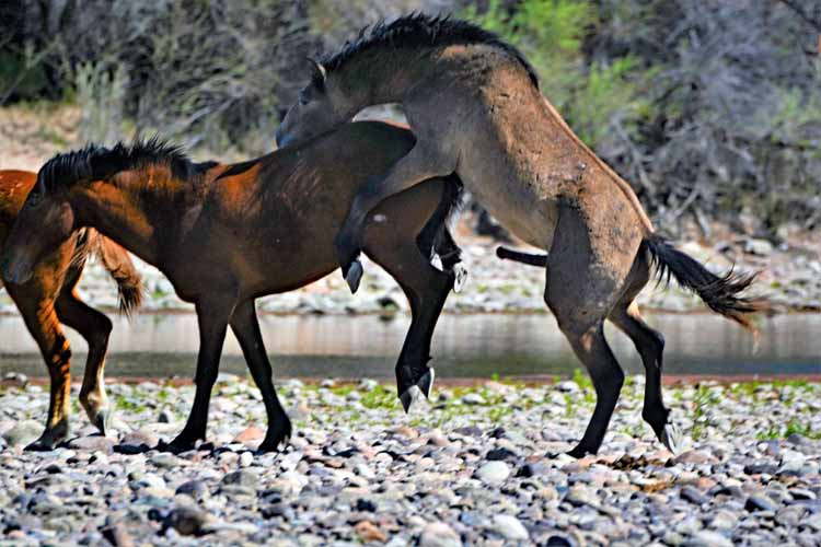 mustangs